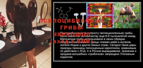 прущие грибы Магас